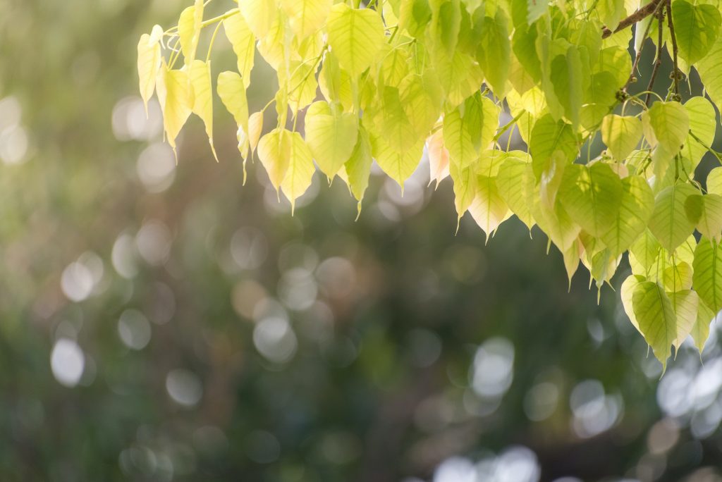 Bodhi tree, Buddhist tree, Green leaf tree exposed to sunlight