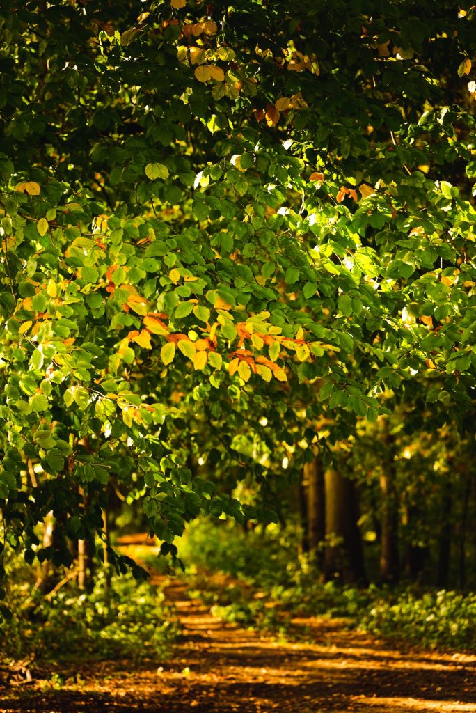 Pathway through the autumn forest